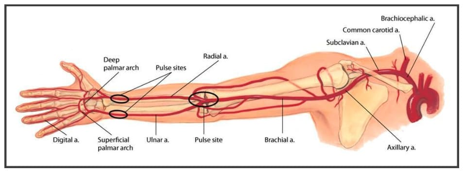 Anatomski položaj arterije ruke koje se pregledaju tokom kolor dopler pregleda